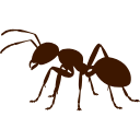 Ant Control Chennai