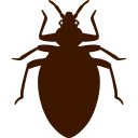 Bed Bug Control Chennai