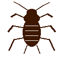 Cockroach Control Chennai