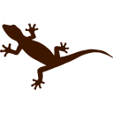 Lizard Control Chennai