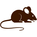 Rodent Control Chennai