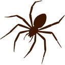 Spider Control Chennai
