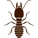 Termite Control Chennai